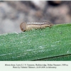 minois dryas dolina narzanov larva l1